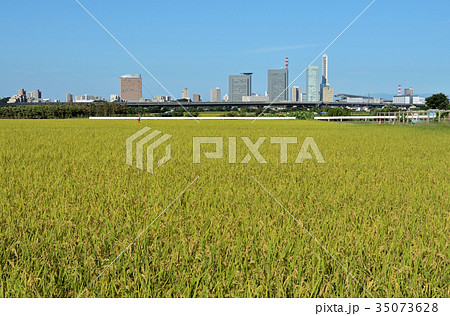 見沼田圃：稲穂とさいたま新都心 35073628