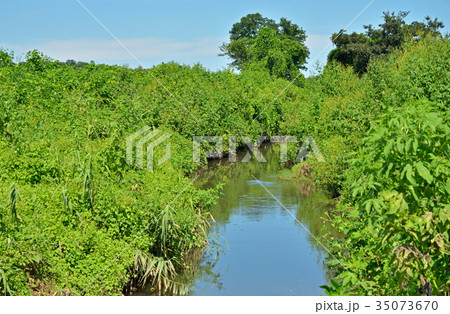 見沼田圃：加田屋川の流れ 35073670