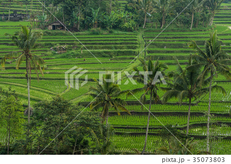 Rice terraces in Tegallalang, Ubud, Bali 35073803