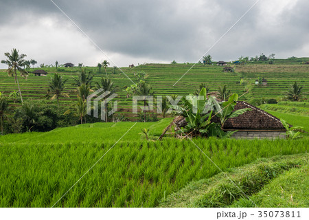 Rice terraces in Tegallalang, Ubud, Bali 35073811