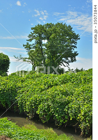 見沼田圃：加田屋川の流れ 35073844