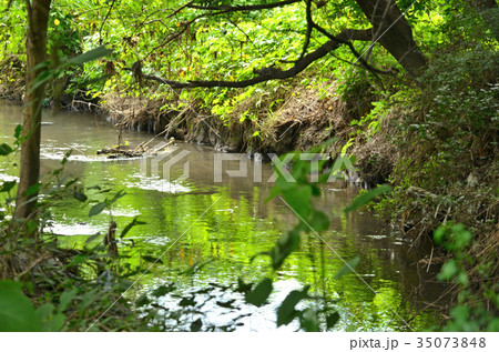 見沼田圃：加田屋川の流れ 35073848