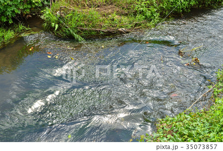 見沼田圃：加田屋川の流れ 35073857