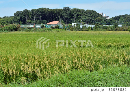 見沼田圃:水田 見沼田圃:水田 35073882