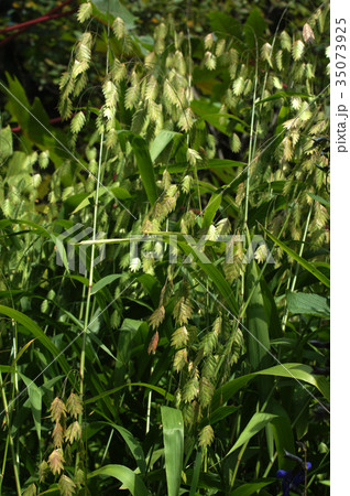 ワイルドオーツ 35073925