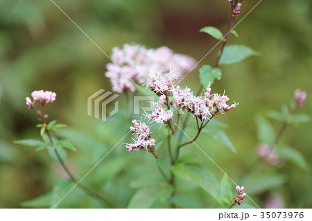 フジバカマの花 35073976