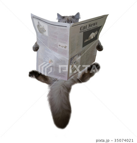 The cat is reading the newspaper 35074021