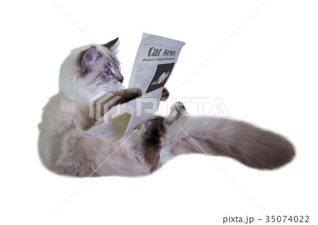 The cat is reading a newspaper 35074022