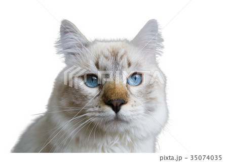 Siberian young cat 35074035
