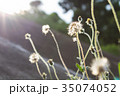 Dried grass, soft focus, warm fall color Dried grass, soft focus, warm fall color 35074052