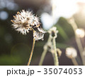 Dried grass, soft focus, warm fall color Dried grass, soft focus, warm fall color 35074053