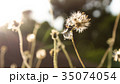 Dried grass, soft focus, warm fall color Dried grass, soft focus, warm fall color 35074054