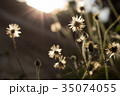 Dried grass, soft focus, warm fall color Dried grass, soft focus, warm fall color 35074055