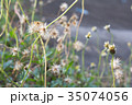 Dried grass, soft focus, warm fall color Dried grass, soft focus, warm fall color 35074056