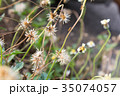 Dried grass, soft focus, warm fall color Dried grass, soft focus, warm fall color 35074057