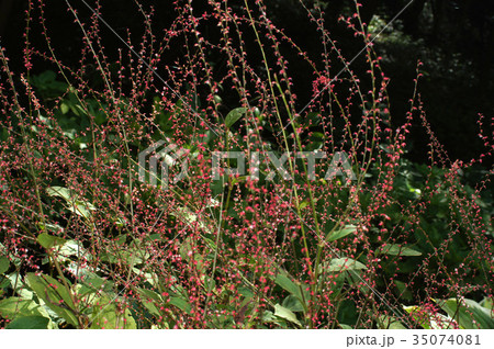 ミズヒキ ミズヒキ 35074081