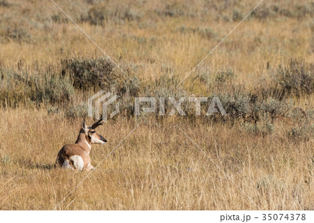 Pronghorn Antelope Buck Pronghorn Antelope Buck 35074378
