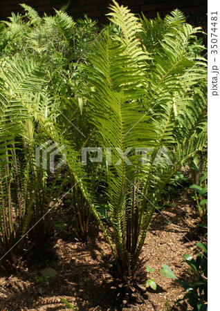 クサソテツ 35074481
