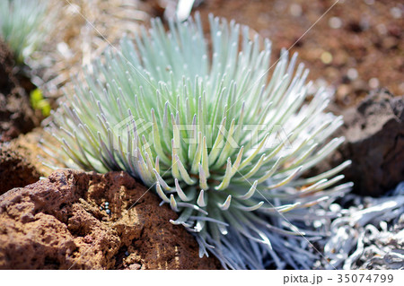 Haleakala silversword 35074799
