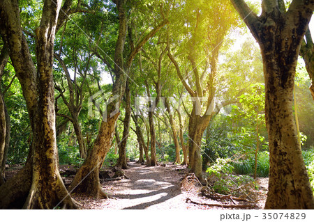 Beautiful path through tropical rain forest 35074829