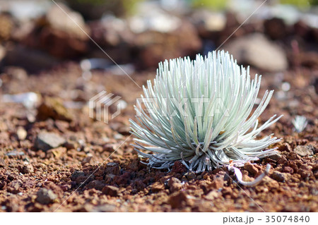 Haleakala silversword 35074840