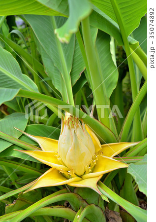 植物：チュウキンレン　バショウ科 35074892