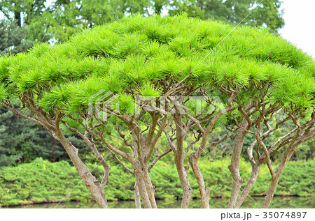 樹木：タギョウショウ　マツ科 35074897