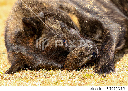 あちゃ～！ 35075356