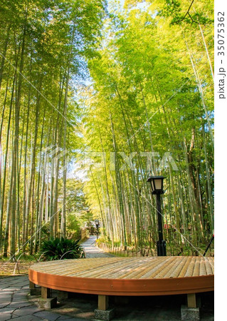 修善寺　竹林の小径 35075362