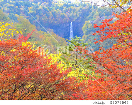 紅葉の華厳滝 紅葉の華厳滝 35075645