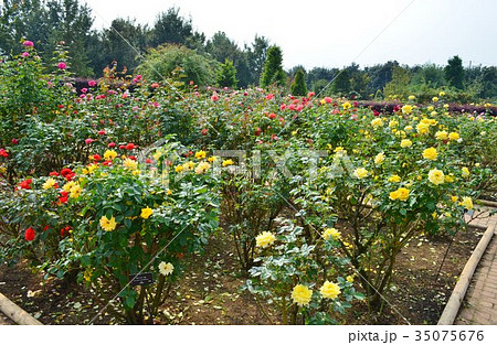 秋薔薇咲く花菜ガーデン 35075676