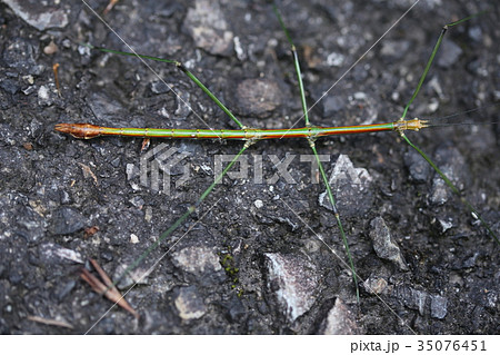 ナナフシ ナナフシ 35076451