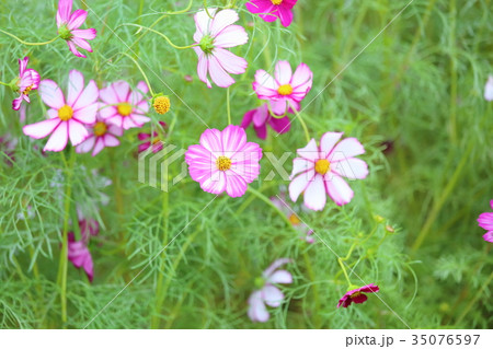 コスモスの花 コスモスの花 35076597