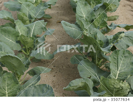 キヤベツ畑　若木 35077634