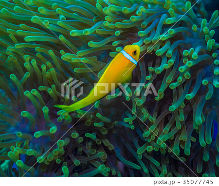モルディブ・アネモネフィッシュ 35077745