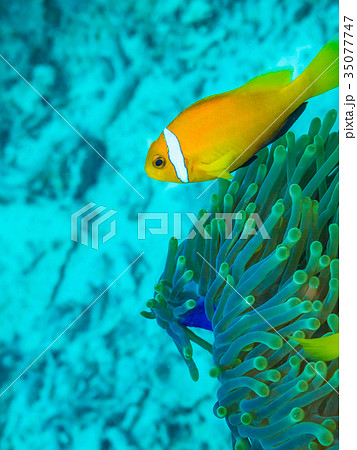 モルディブ・アネモネフィッシュ モルディブ・アネモネフィッシュ 35077747