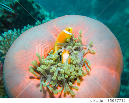 モルディブ・アネモネフィッシュ 35077752