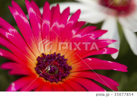 花 赤い花 ガーベラ 花 赤い花 ガーベラ 35077854