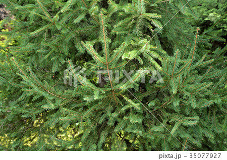 樹木 トウヒ マツ科の写真素材