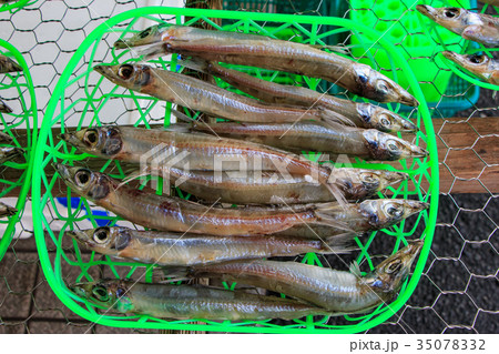 メギスの干物 35078332