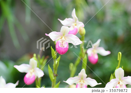 フラグミペディウムの花 フラグミペディウムの花 35079872