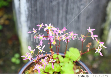 ダイモンジソウの花 ダイモンジソウの花 35079879