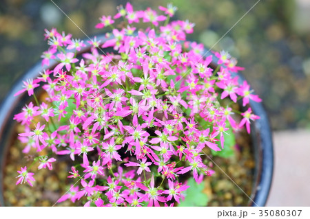 ダイモンジソウの花 ダイモンジソウの花 35080307