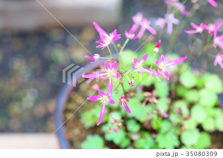 ダイモンジソウの花 ダイモンジソウの花 35080309
