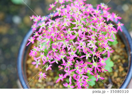ダイモンジソウの花 ダイモンジソウの花 35080310
