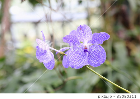 バンダの花 バンダの花 35080311