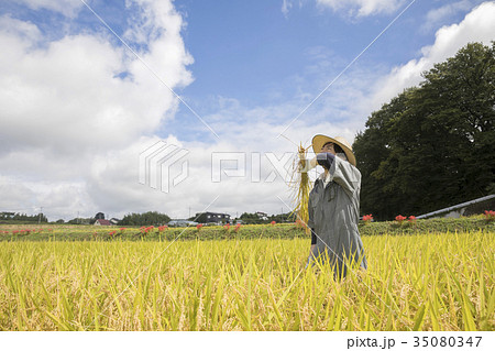 田んぼの様子を見る農夫 稲刈りイメージの写真素材