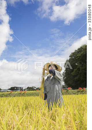田んぼの様子を見る農夫 稲刈りイメージの写真素材