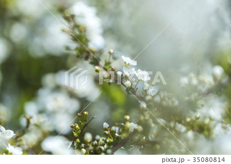 可憐なユキヤナギの花 可憐なユキヤナギの花 35080814