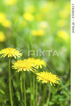 タンポポ 35080817